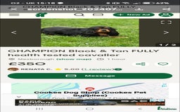 Cavalier King Charles Spaniel dogs for sale: KC Beautiful Cavalier King Charles puppies - Image 27