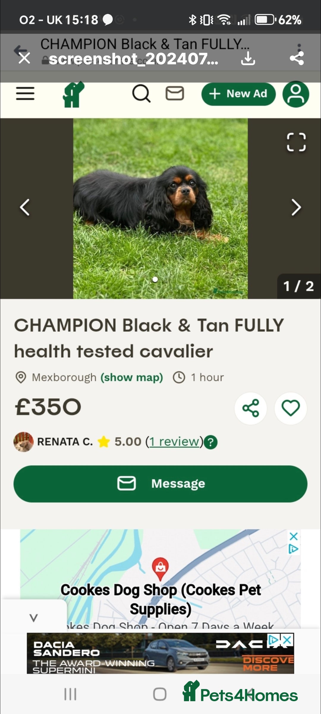 Cavalier King Charles Spaniel dogs for sale: KC Beautiful Cavalier King Charles puppies - Image 27