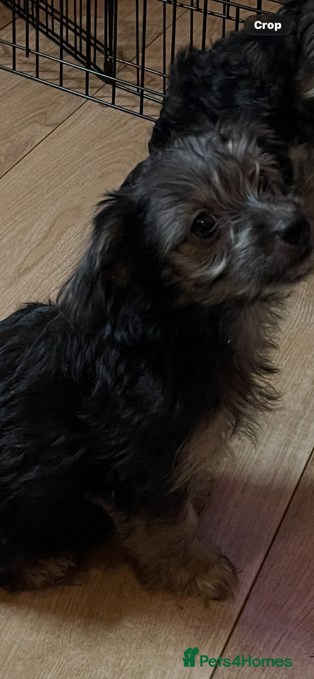 Mixed Breed dogs for sale: Adorable Morkie Poo puppies - Advert 21