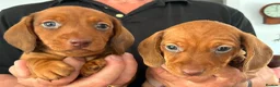 Miniature Dachshund dogs for sale: K.C registered Miniature Dachshund puppies - Advert 6