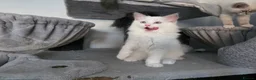 Ragdoll cats for sale: GCCF REGISTERED RAGDOLL KITTENS  - Advert 24