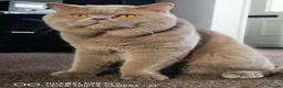 British Shorthair cats for sale: 🐾 Beautiful British Shorthair Kittens 🐾 - Advert 25