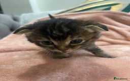 Scottish Fold cats for sale: Scottish fold/straight kittens  - Image 19