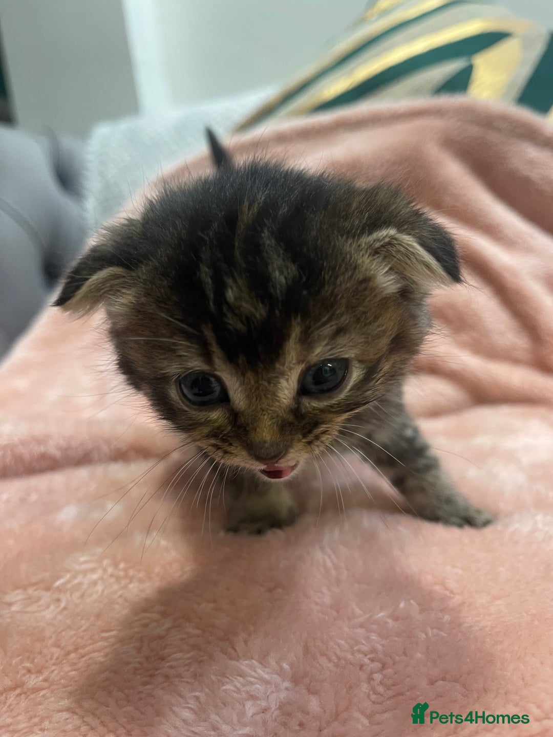 Scottish Fold cats for sale: Scottish fold/straight kittens  - Image 19