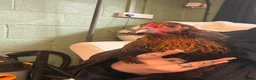 Chickens poultry for sale: Araucana P.O.L - Advert 3