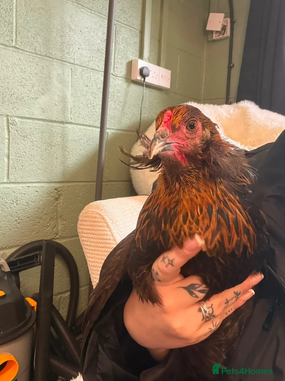 Chickens poultry for sale: Araucana P.O.L - Advert 3