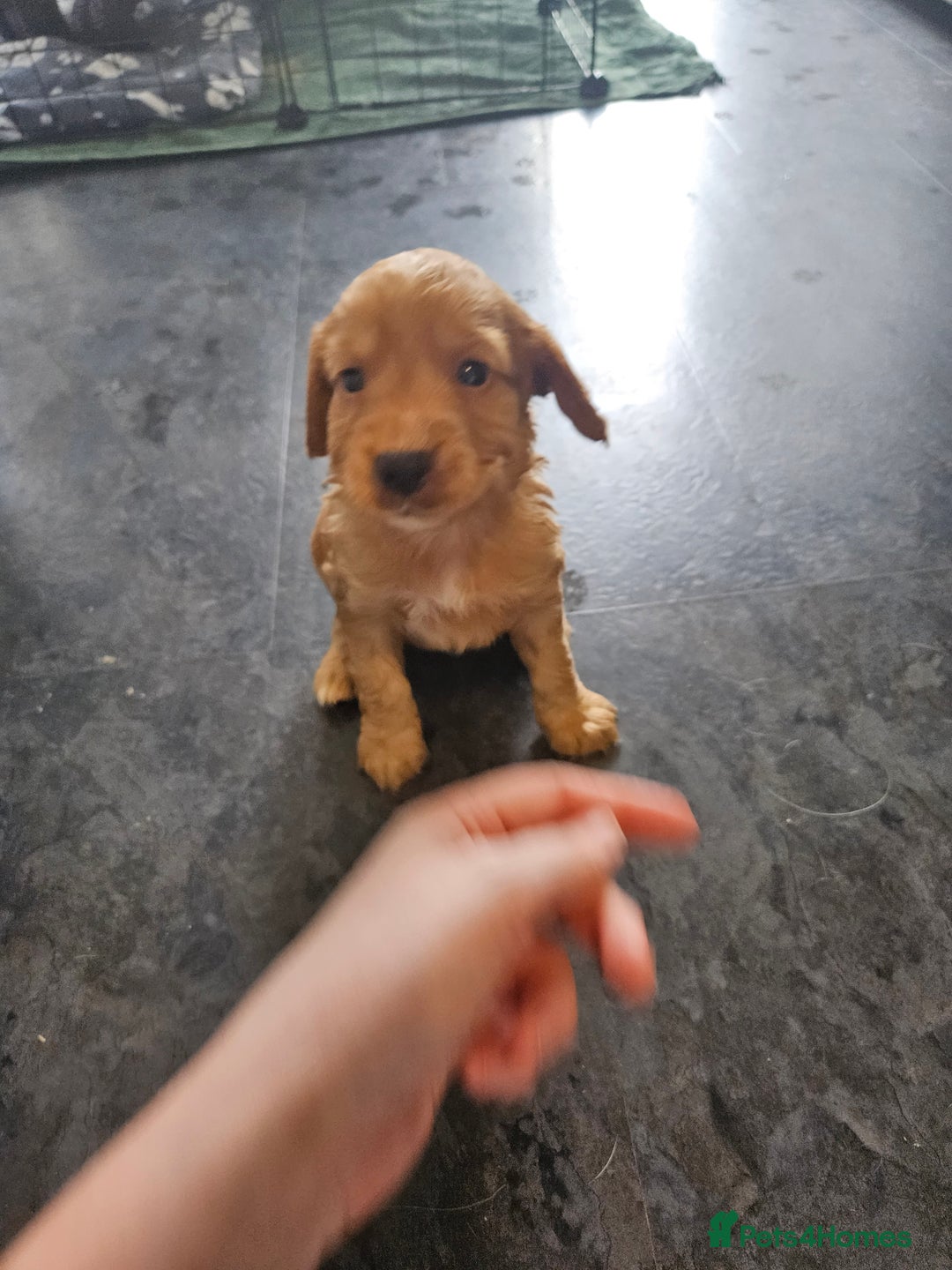 Cocker Spaniel dogs for sale: Beautiful cocker spaniel puppies - Image 2
