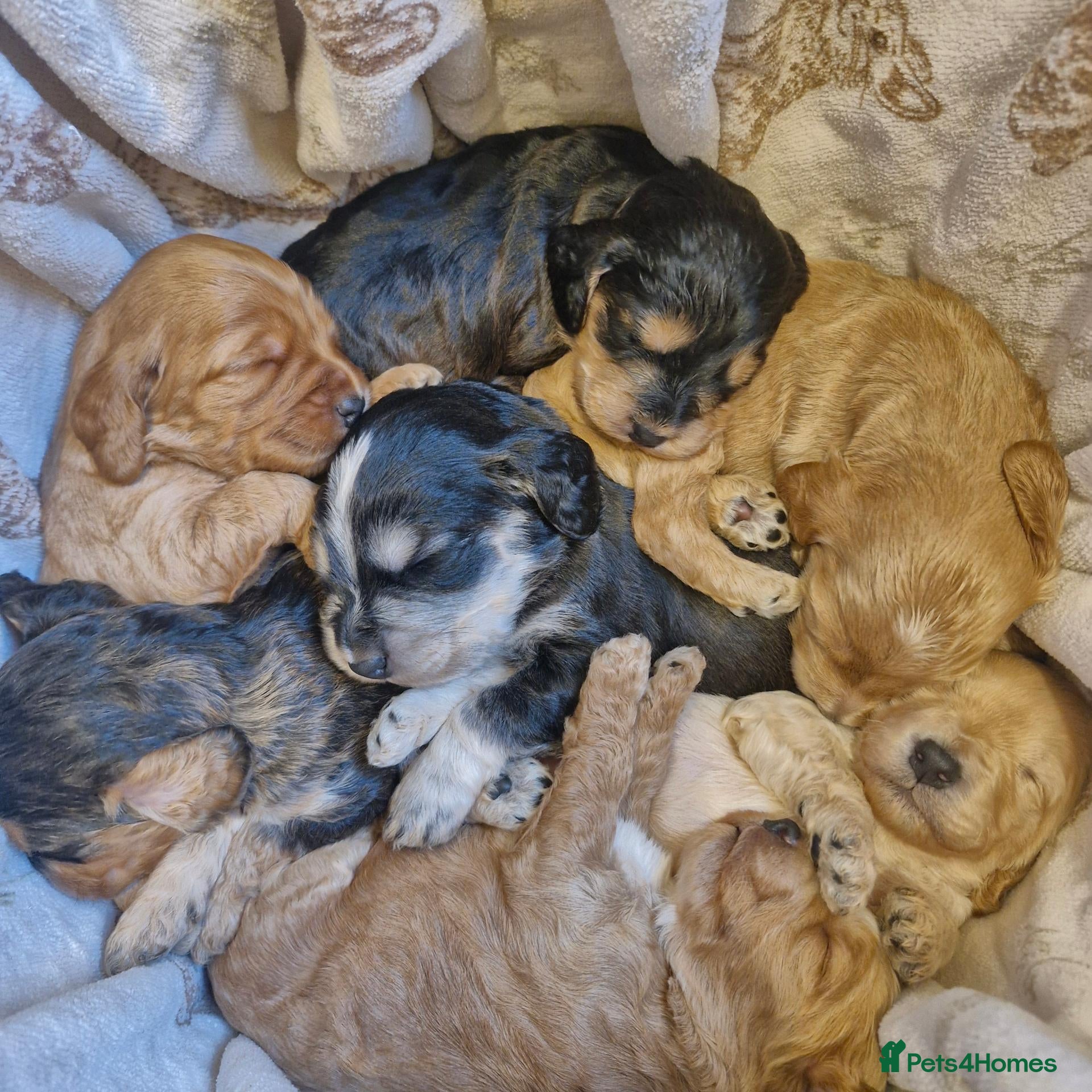 Cockapoo dogs for sale: 7 baby cockapoos for forever homes early December - Advert 17