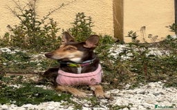 Mixed Breed dogs for sale: Evan and Chance (please read) - Image 5
