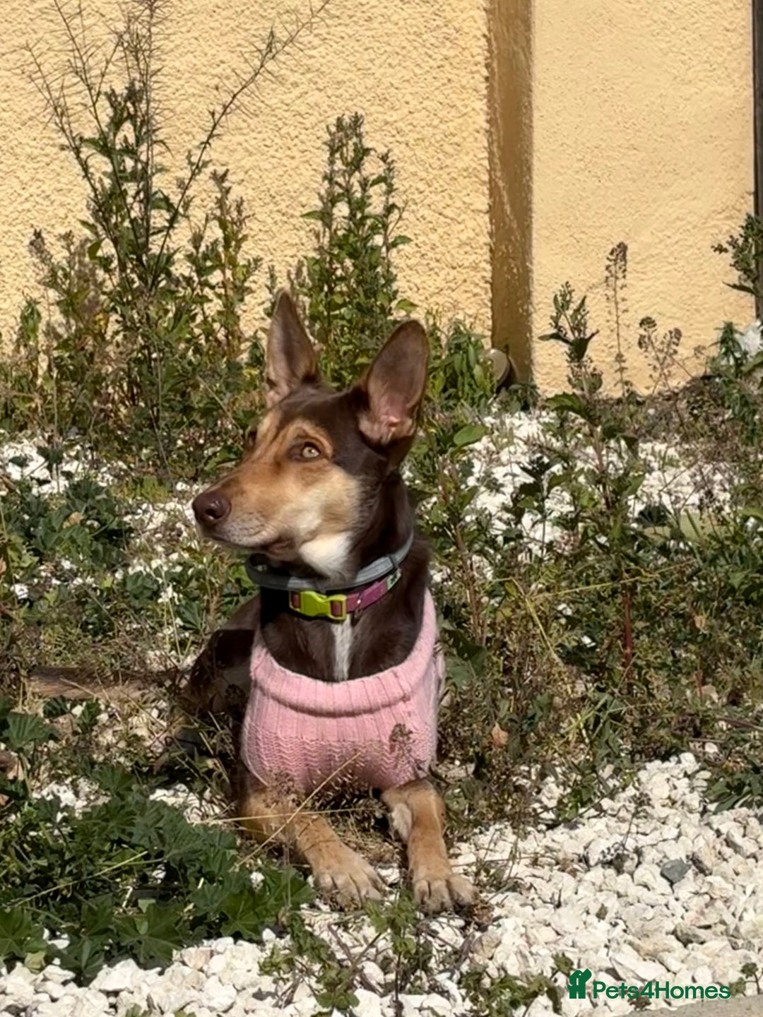 Mixed Breed dogs for sale: Evan and Chance (please read) - Image 5