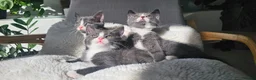 Russian Blue cats for sale: Russian Blue mix British Short Hair/grey and white - Advert 3