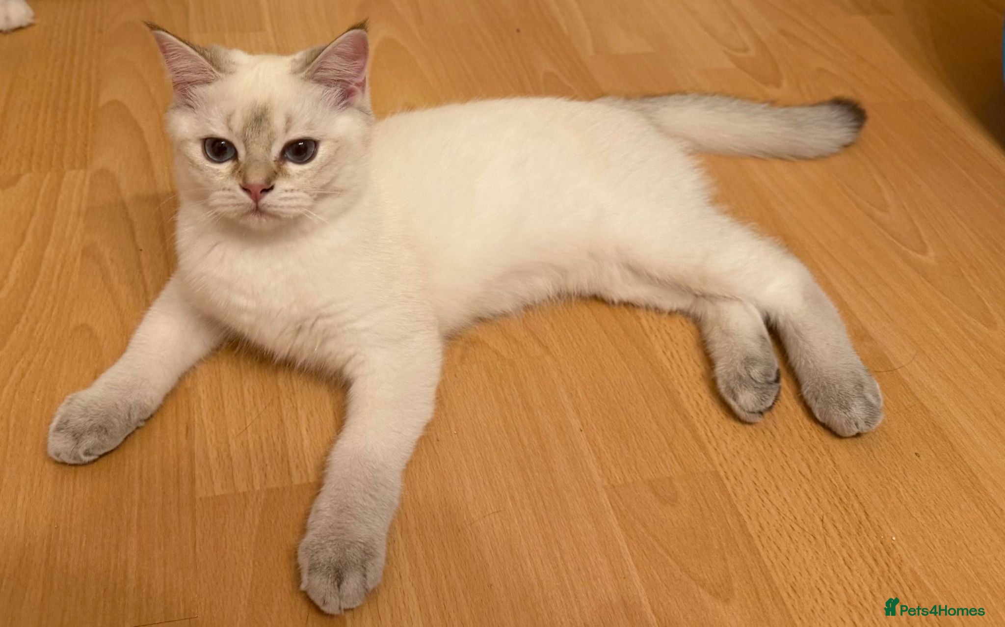 British Longhair cats VACCINATED WHITE COLORPOINT READY TO LEAVE - Advert 6