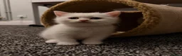 Mixed Breed cats for sale: British Shorthair x Longhair kittens - Advert 22