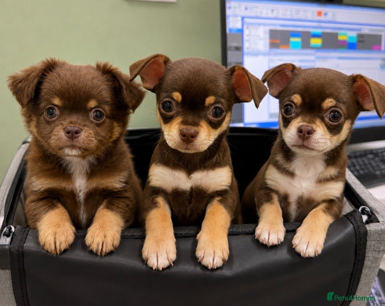 Chihuahua dogs Gorgeous Chocolate & Tan Chihuahua Puppies - Advert 5