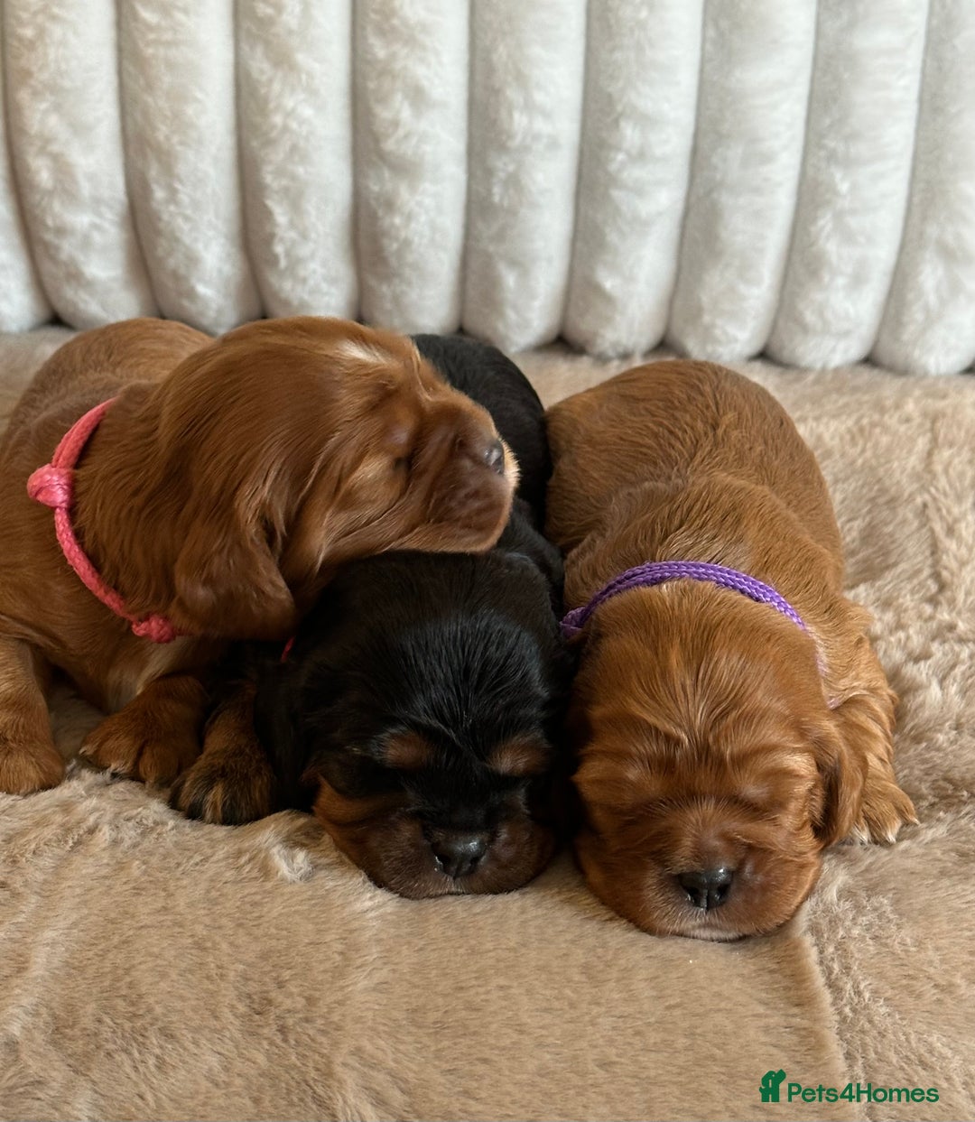 Cavalier King Charles Spaniel dogs for sale: 🐾 KC Registered Health Tested Puppies 🐾 - Image 8