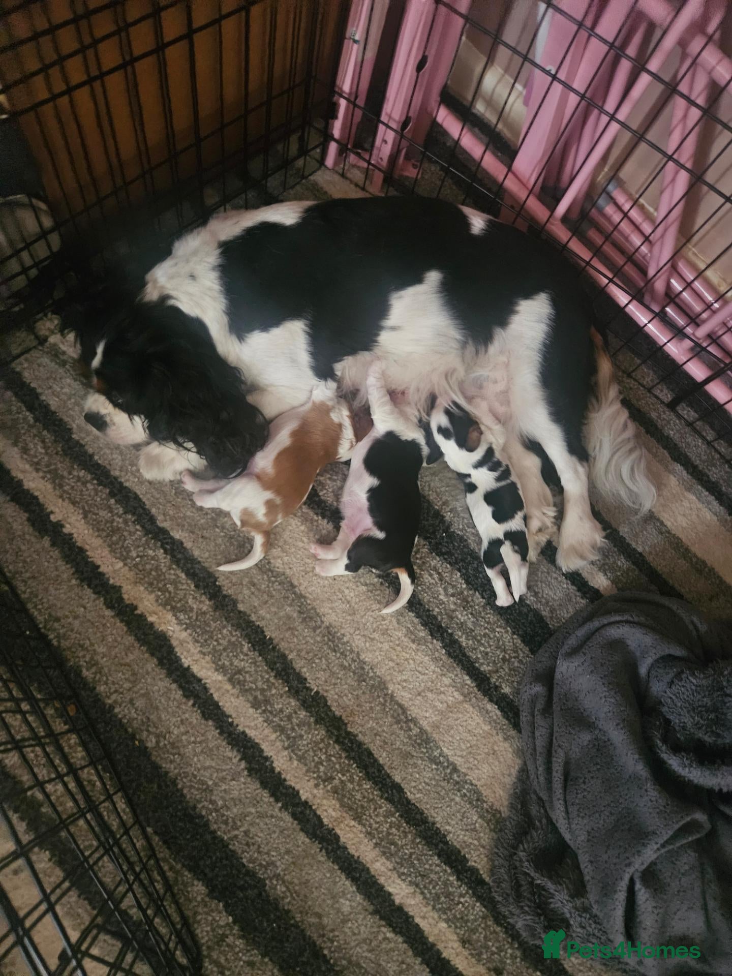 Cavalier King Charles Spaniel dogs Cavalier king charles puppies  - Advert 5