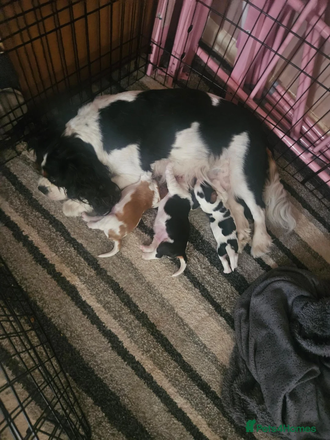 Cavalier King Charles Spaniel dogs for sale: Cavalier king charles puppies  - Advert 1