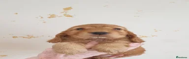 Cocker Spaniel 5
