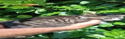 Domestic Shorthair cats for sale: Domestic shorthair ready now - Advert 11