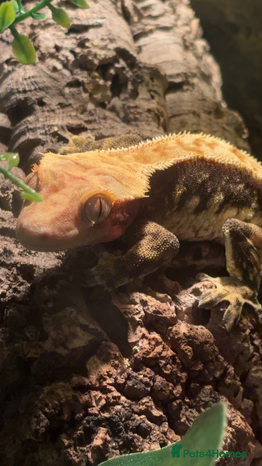 Gecko reptiles for sale: Beautiful handleable crested gecko (with enclosure - Advert 1