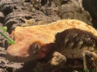 Gecko reptiles Beautiful handleable crested gecko (with enclosure - Advert 23