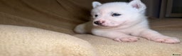 Akita dogs for sale: 7 beautiful American Akita Puppies - Advert 16