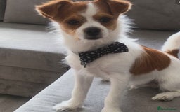 Chorkie dogs for sale: Reggie the chorkie - Image 4
