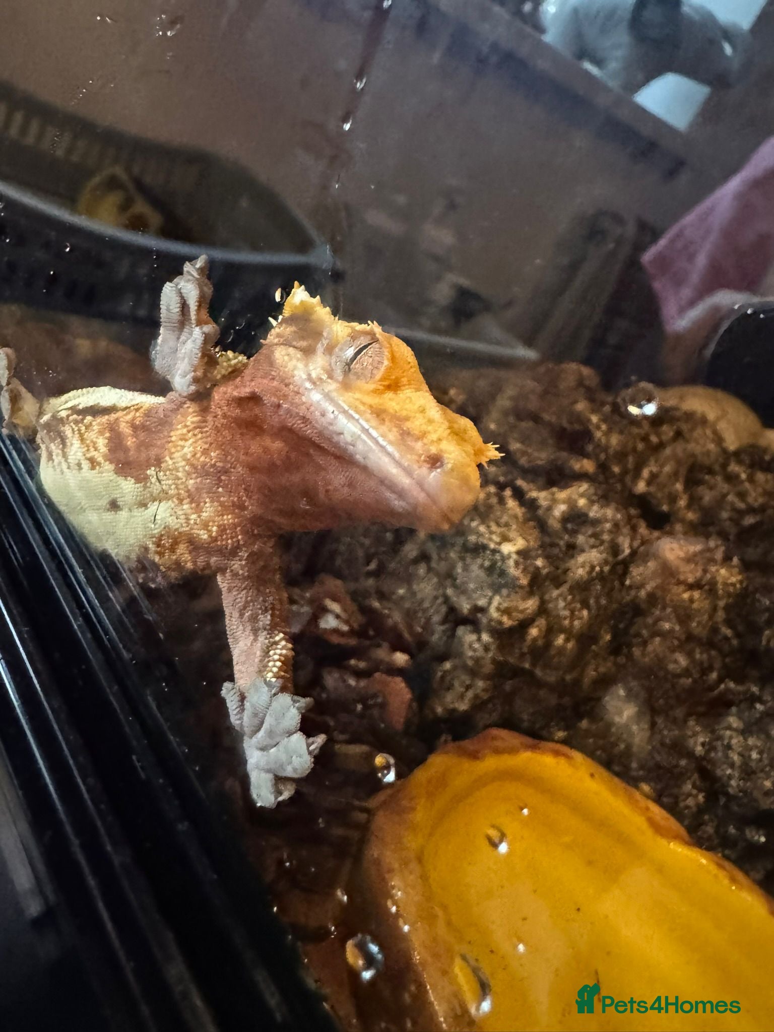 Gecko reptiles for sale: Female Lilly white with set up  - Advert 2