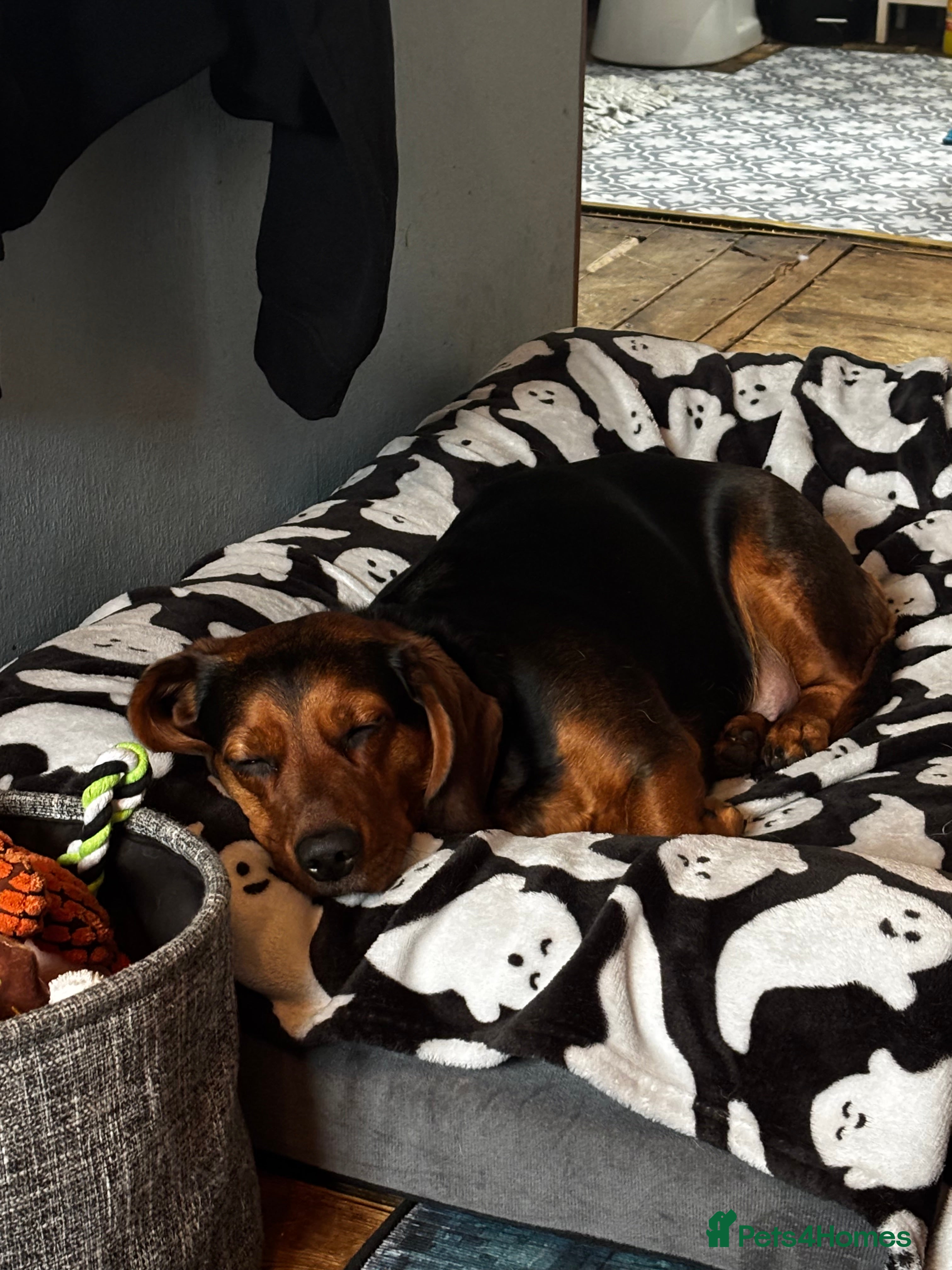 Mixed Breed dogs Luna  - Advert 1