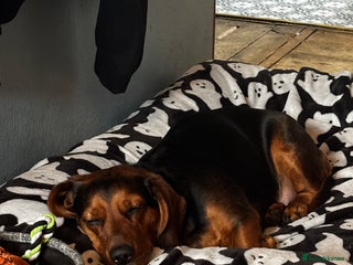 Mixed Breed dogs Luna - Advert 1