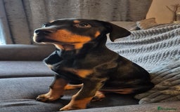 French Bulldog dogs for sale: French bulldog and rottweiler  - Image 1