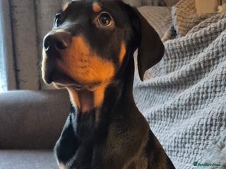 French Bulldog dogs - Advert 34