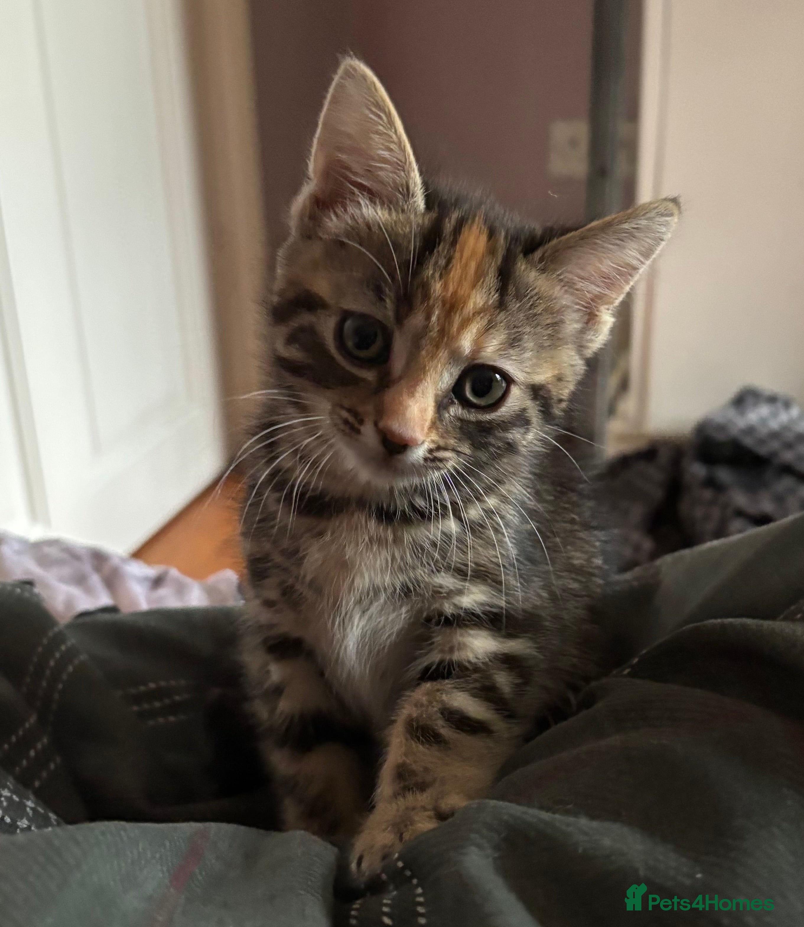 Mixed Breed cats Kitten one little girl left bengal x mainecoon🐈 - Advert 13