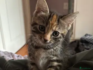 Mixed Breed cats Kitten one little girl left bengal x mainecoon🐈 - Advert 13