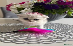 Scottish Fold cats for sale: 2 Scottish Girls  - Image 12