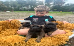 Mixed Breed dogs for sale: Belgian Malinois Puppies  - Image 20