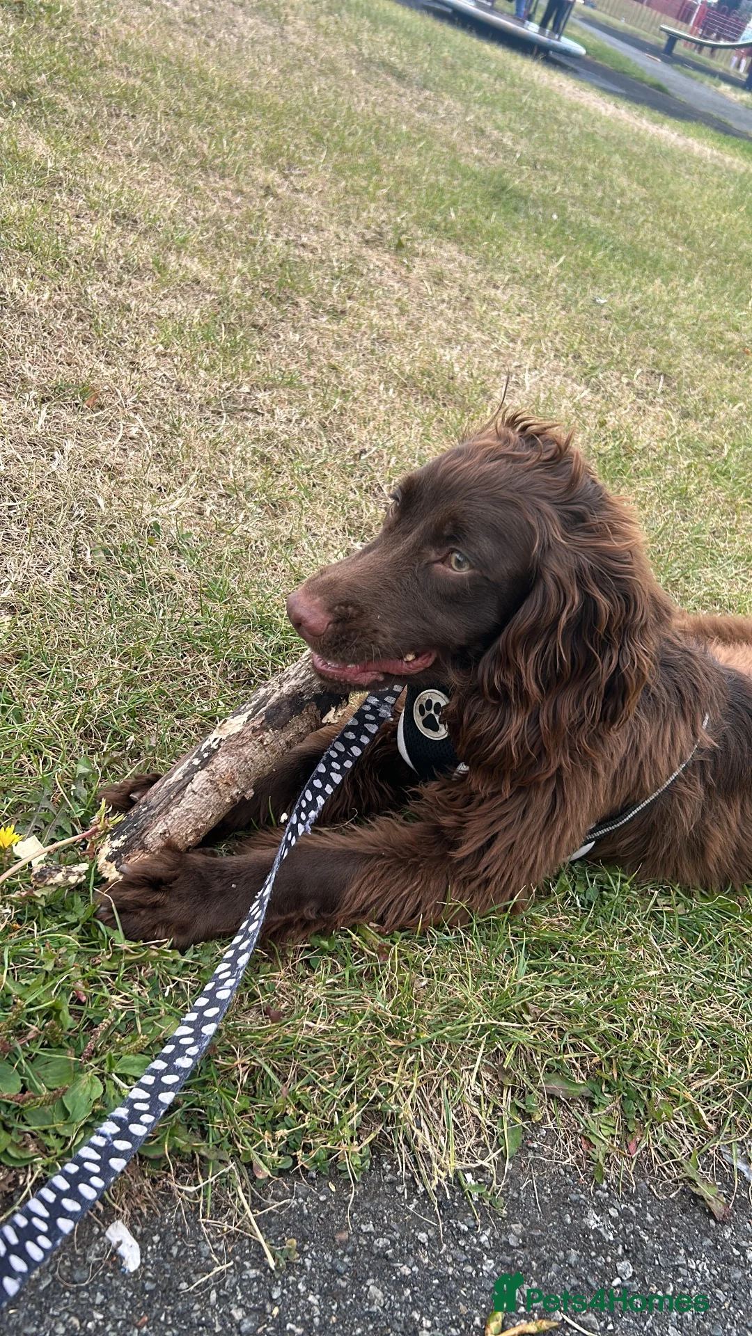 Cocker Spaniel dogs for sale: Chase  - Advert 6