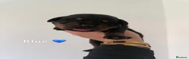 Rottweiler 5