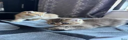 British Shorthair cats for sale: 😻British Shorthair Chinchilla Kittens Available  - Advert 27