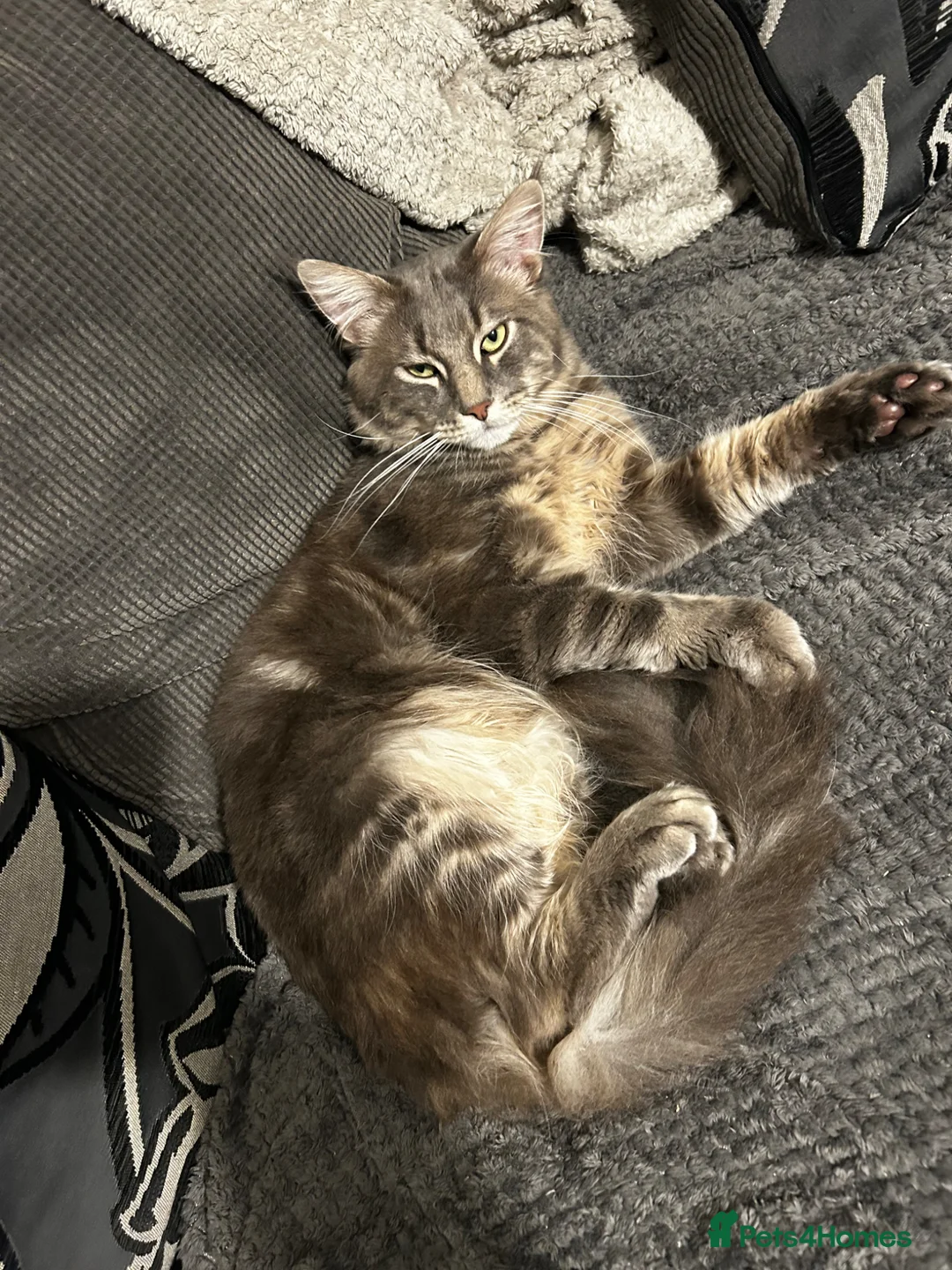 Maine Coon cats for sale: Maine coon X kittens  - Advert 6