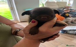 Chihuahua dogs for sale: Rare chocolate chihuahua puppies - Image 22