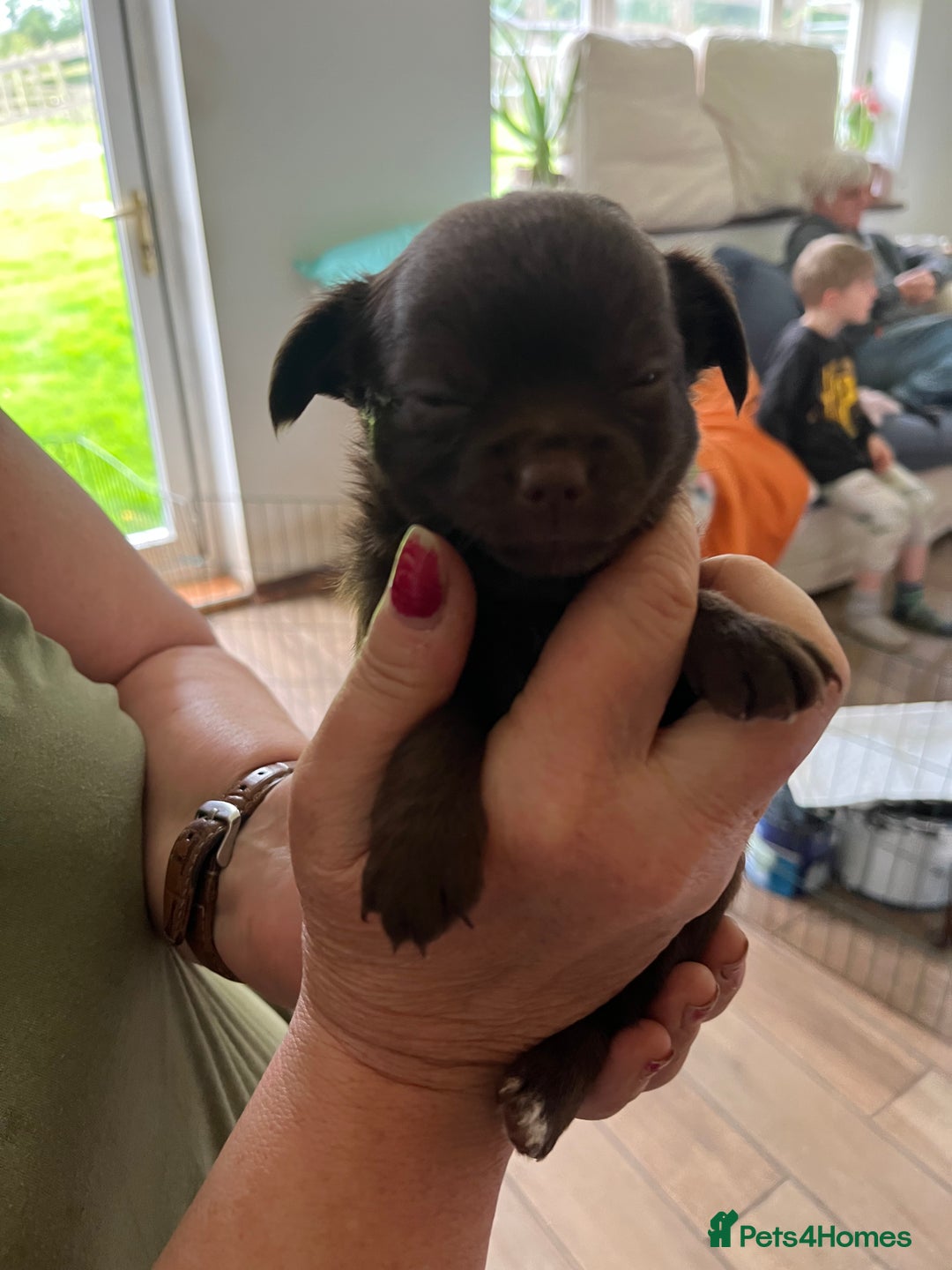 Chihuahua dogs for sale: Rare chocolate chihuahua puppies - Image 22