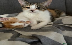British Shorthair cats for sale: 2 British shorthair/calico cats for sale  - Image 4