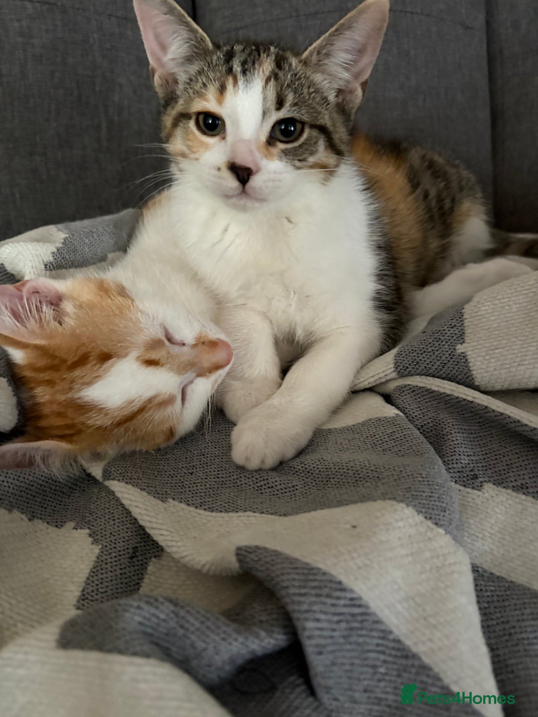 British Shorthair cats for sale: 2 British shorthair/calico cats for sale  - Image 4