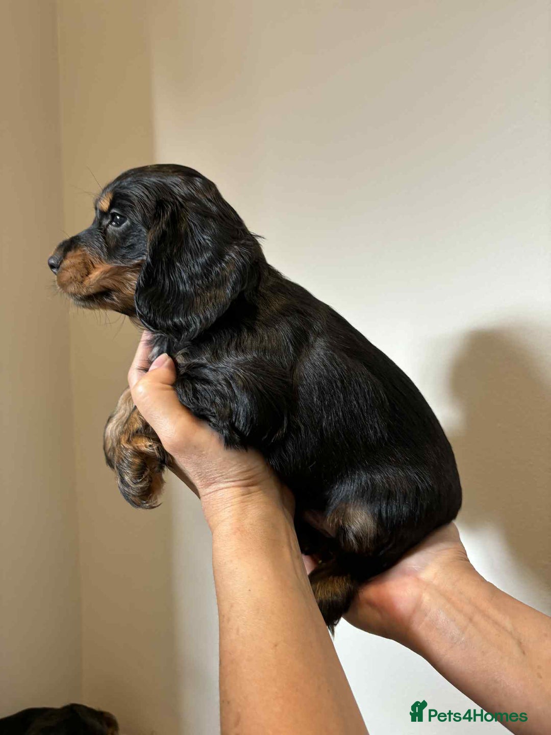 Cocker Spaniel dogs for sale: Pure show type dna health tested KC reg parents  - Image 10