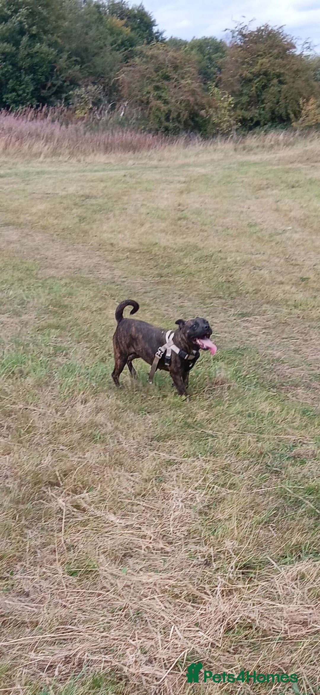 Staffordshire Bull Terrier dogs for sale: Staffie female 2years old  - Image 12