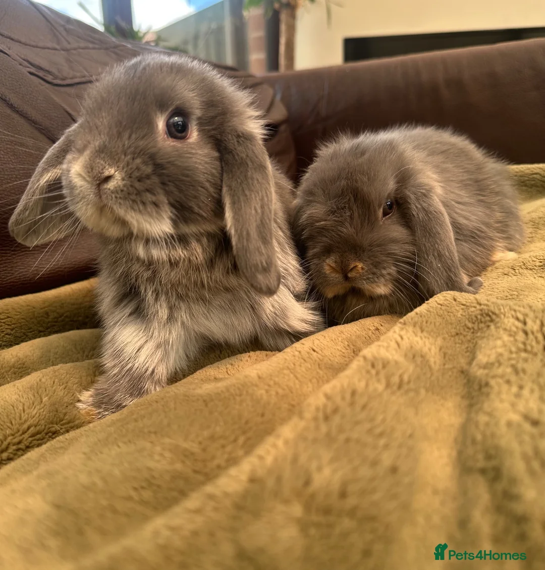Mini Lop rabbits for sale: Pure bred 10 week 6 day old baby mini lops  - Advert 2