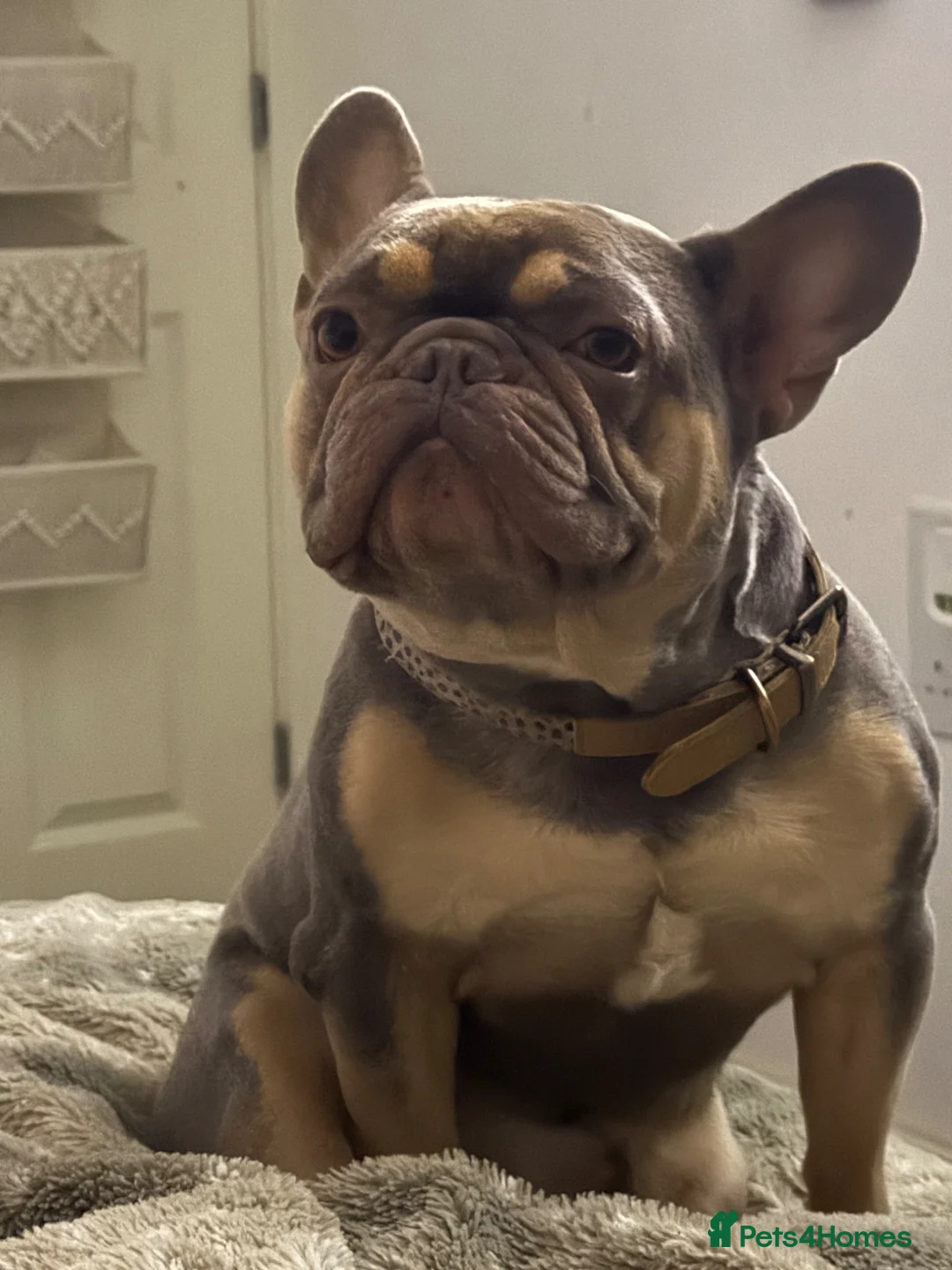 French Bulldog dogs for sale: 5 year old male French bulldog for re homing  - Advert 1