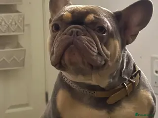 French Bulldog dogs 5 year old male French bulldog for re homing - Advert 1