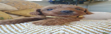 Cotonoodle 4